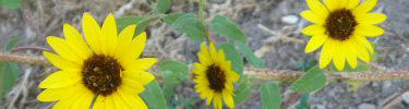 Sunflowers blooming